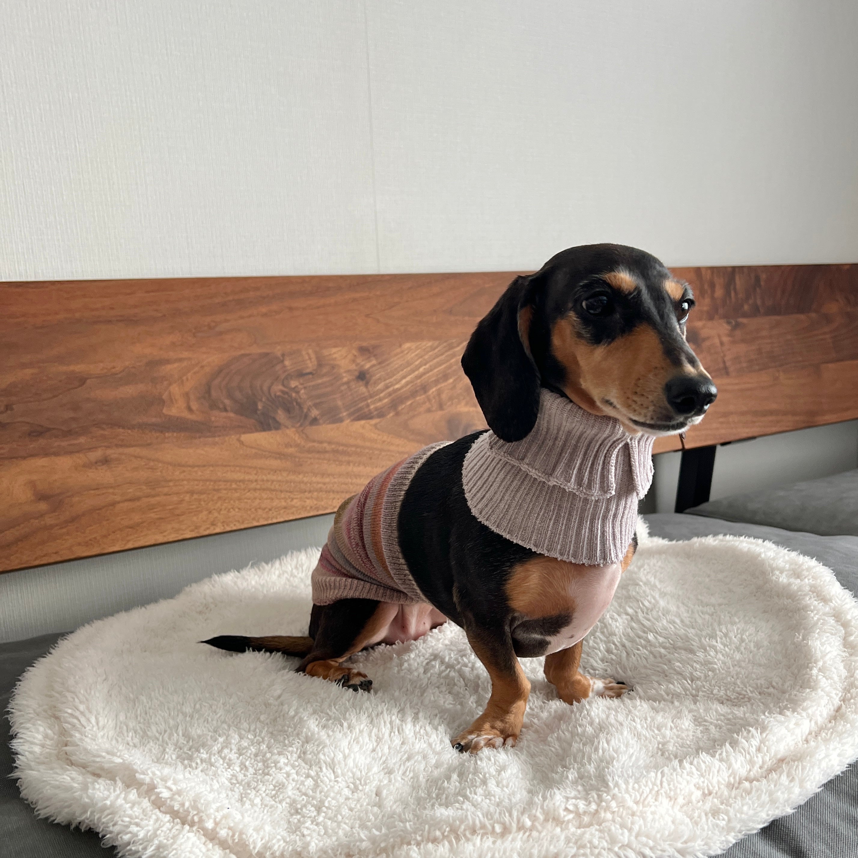 オーガニックコットン ワンちゃん(超/小型犬)用ネックウォーマー ★フリーサイズ