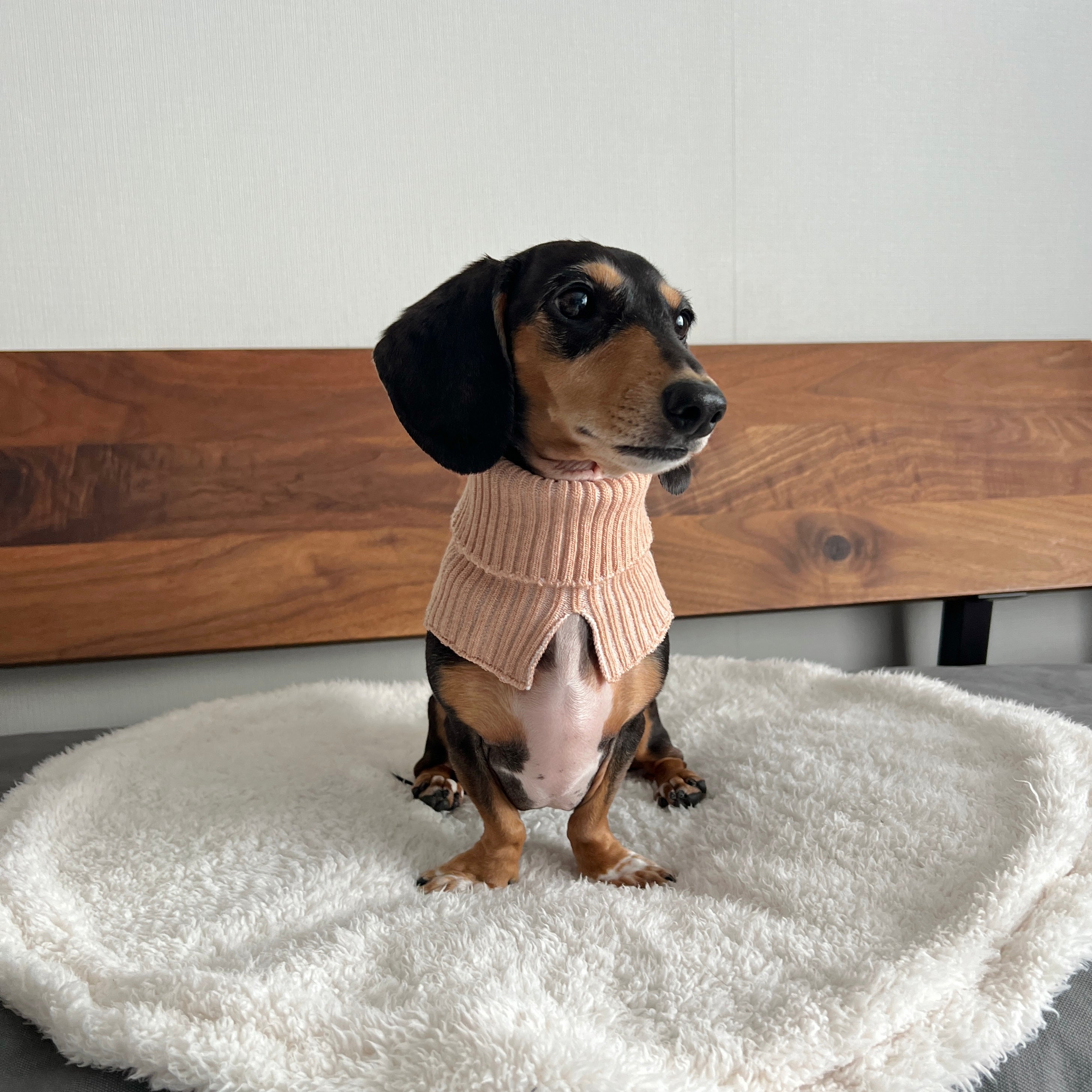 オーガニックコットン ワンちゃん(超/小型犬)用ネックウォーマー ★フリーサイズ